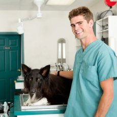 Welcome to London Veterinary Surgeries