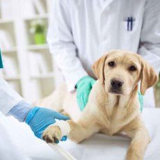 Vaccinations and Microchipping in London