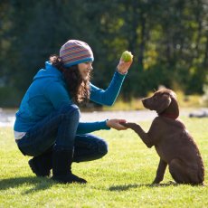Dog walking & doggy daycare services