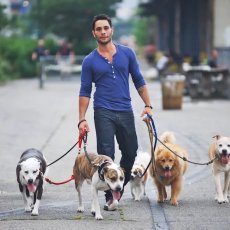 Dogs Walking in London