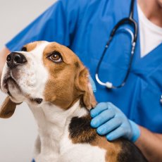 London Vet Specialists