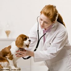 Vétérinaire à Paris