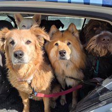 Promenades de chiens
