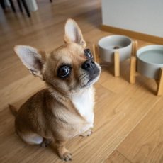 Milano Dog Sitter