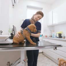 Vets in West London