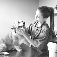 Pet care services in London for any pet