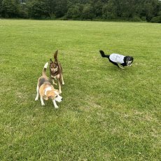 Home & Pet Sitters Service