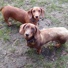 Maisilly Complete Dog Care