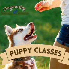 Dogworthy Training and Behaviour