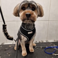 Dog Care in North London