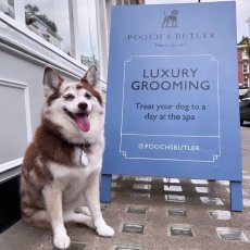 Dog grooming services