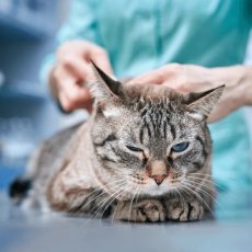 London Cat Clinic