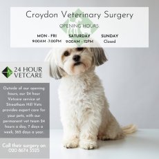 Welcome to London Veterinary Surgeries