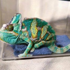 Animal Hospital - Exotics and small mammals