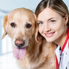 Veterinary Emergency Referrals