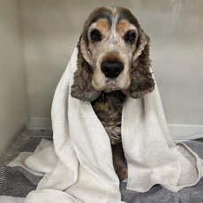 Veterinary Sheffield
