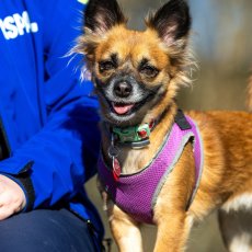 Vaccinations and Microchipping in London