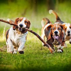 Dog Walking and Pet Taxi Services in Manchester