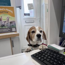 Veterinary services in Liverpool