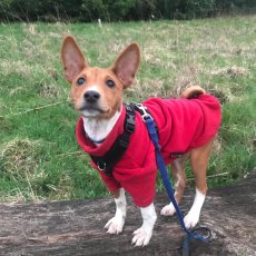 Dog Walking, Pet Sitting & Dog Training