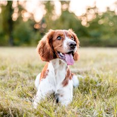 Fishponds Dog Walking and Pet sitting Services