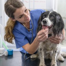 Yorkshire Vets / Puppy Vaccination / Emergency Care