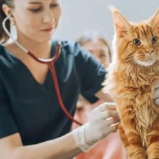 Expert Animal Health Care in Leeds