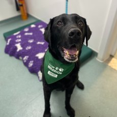 Veterinary Nursing Care