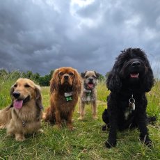 Dog walking and Doggy Daycare