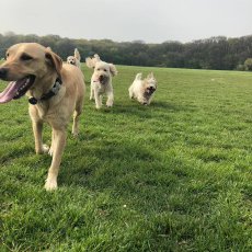 Dog Walking / Doggie Day Care / Grooming