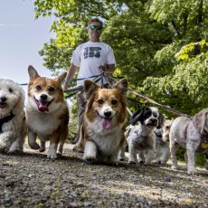 Dog Walking / Doggie Day Care / Grooming