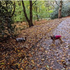 Dog Walking Liverpool / Pet Sitting Liverpool