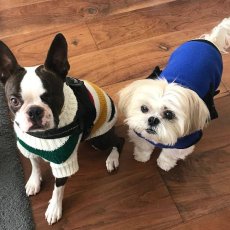 Dog and Cat Grooming in London