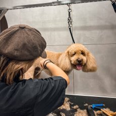 Dog grooming North London