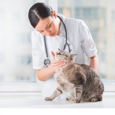 Veterinary services in Manchester