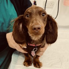 Veterinary services in Manchester