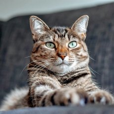 Cat sitting London