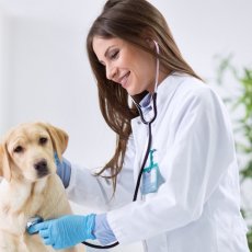 Veterinary services in Cheshire / Manchester