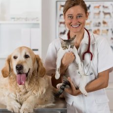 Servizi veterinari a Roma