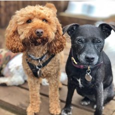 Grooming & Care in London