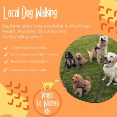 Dog Walker & Pet Sitter in Birmingham