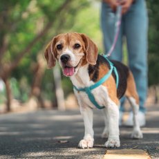 Dog Walker & Pet Sitter in Great Barr