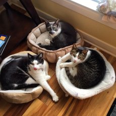 London Cat Sitting Company