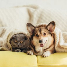 Dog walking/Pet siting