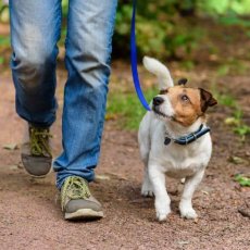 Vanbrugh Dog Walking: Blackheath and Greenwich