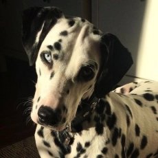 Pet care services - Dog walking