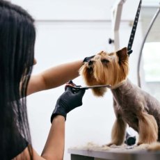 Dog Grooming, Ealing, London