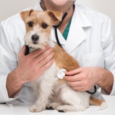 Vaccination of pets in London