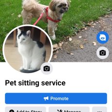 Dog Walker / Pet care in Belfast