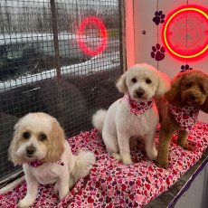 iPET Qualifications in Pet Sitting and Dog Walking